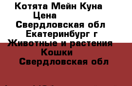 Котята Мейн Куна. › Цена ­ 10 000 - Свердловская обл., Екатеринбург г. Животные и растения » Кошки   . Свердловская обл.